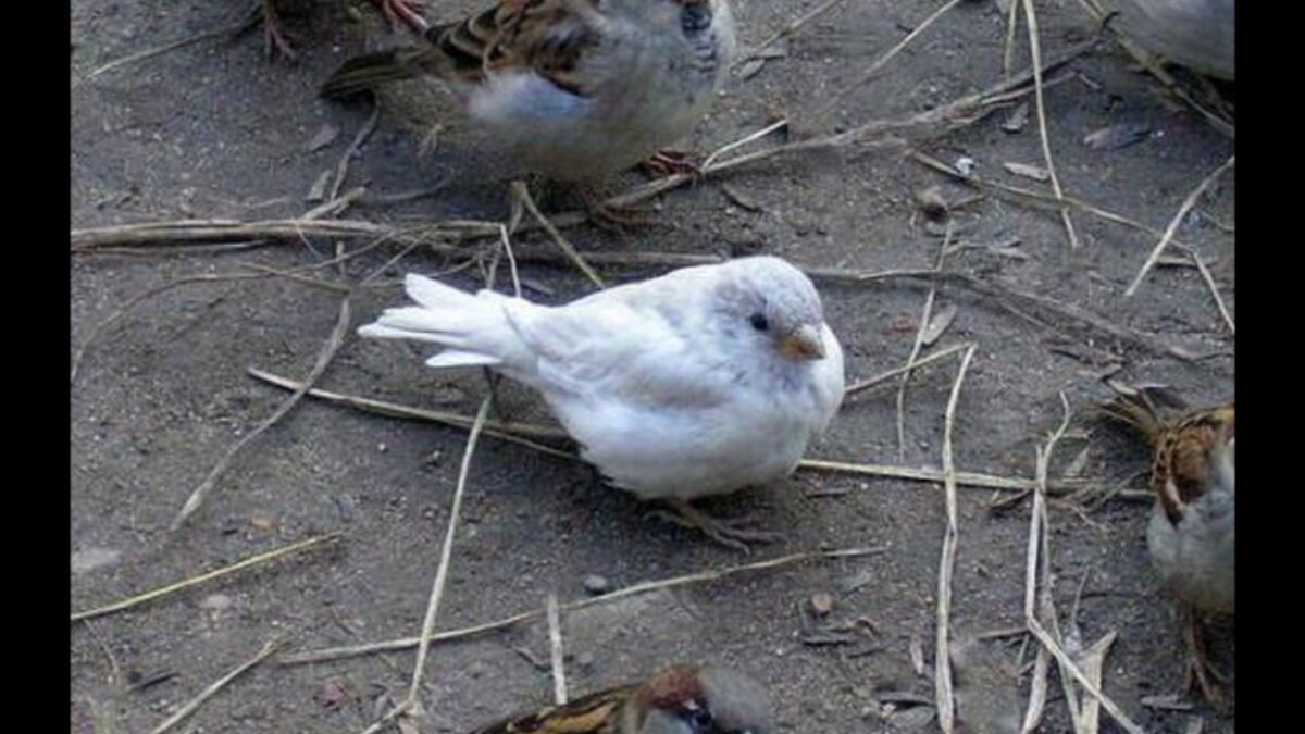 Образцы различных необычных окрасок воробьёв.