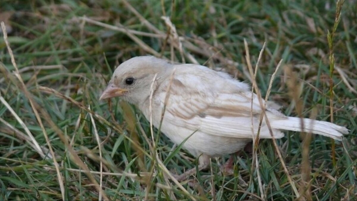 Белый воробей елена фролова текст. Воробей этимология. Белый воробей слова. Белый воробей слова. Елена фролова певица.