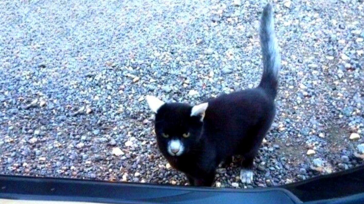 �����������, �����, ������� �������� ����� ����� ����. ��� ���� --->>