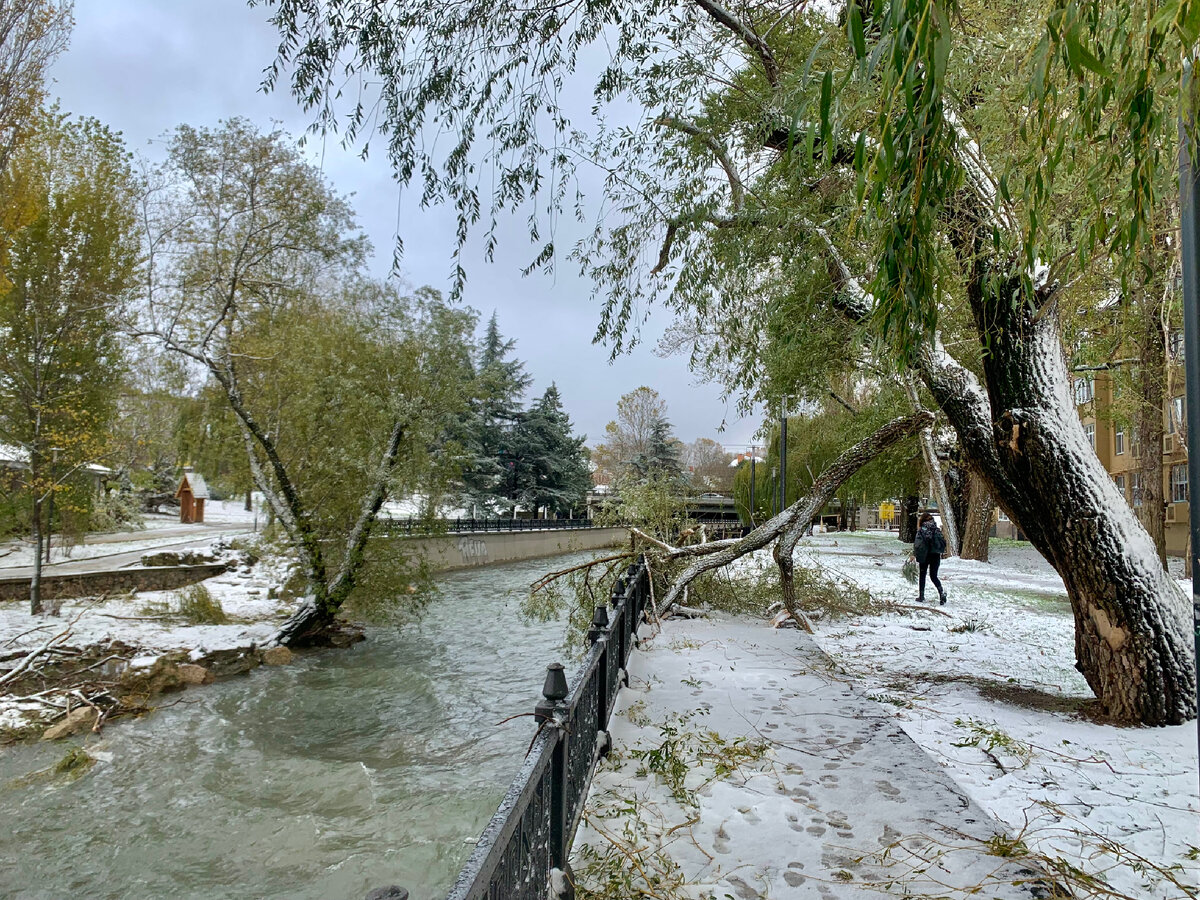 Упавшая Ива на Набережной. Фото Пётр Тагинцев