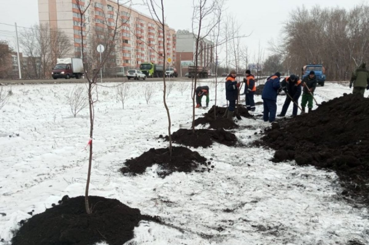    Благодаря потеплению в Омске продолжается высадка деревьев