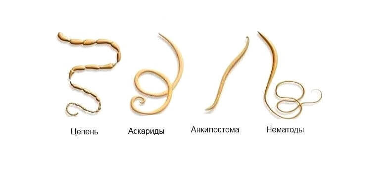 Кошка выплюнула глиста