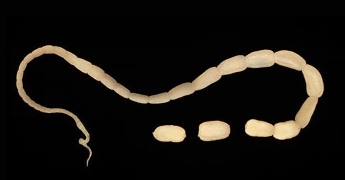 «Огуречный цепень», «огуречник»)