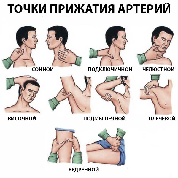 Как остановить кровотечение у кошки: важные меры первой помощи