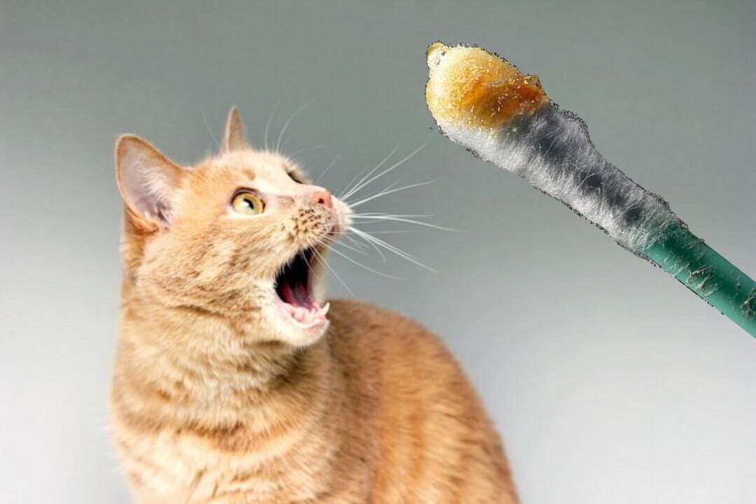     А вы знаете, почему ушную серу называют серой? И почему ее любят все коты без исключения?