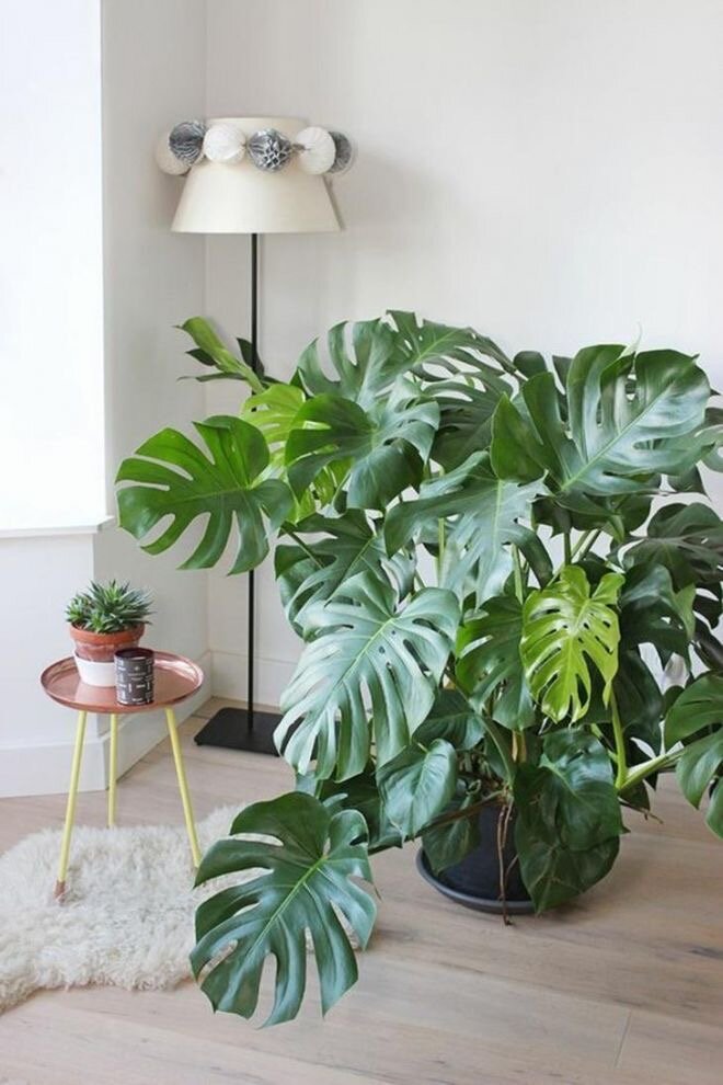 Monstera deliciosa