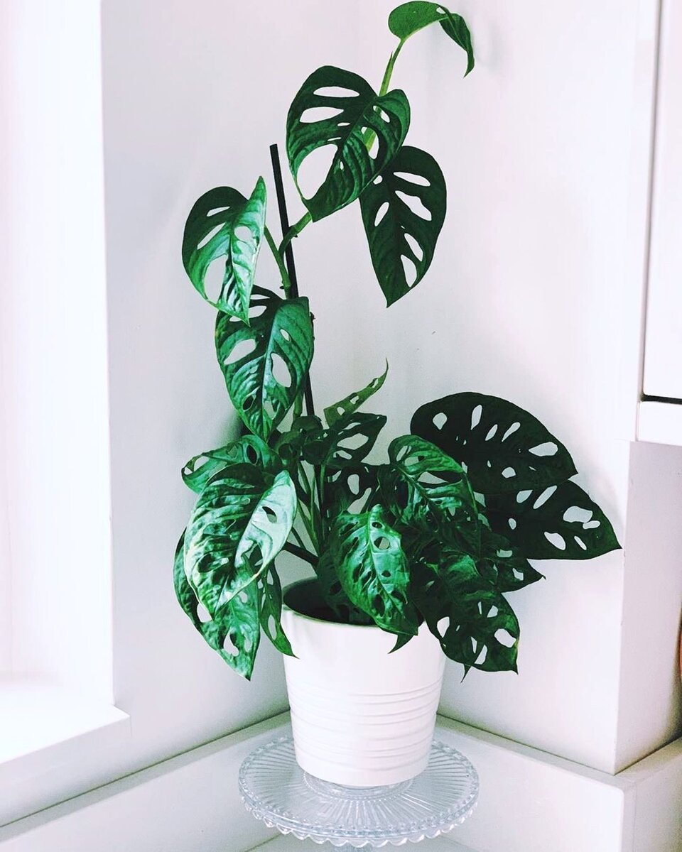 Monstera manki mask
