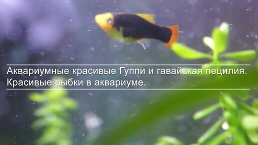 аквариум Виде_шаблоны бесплатно