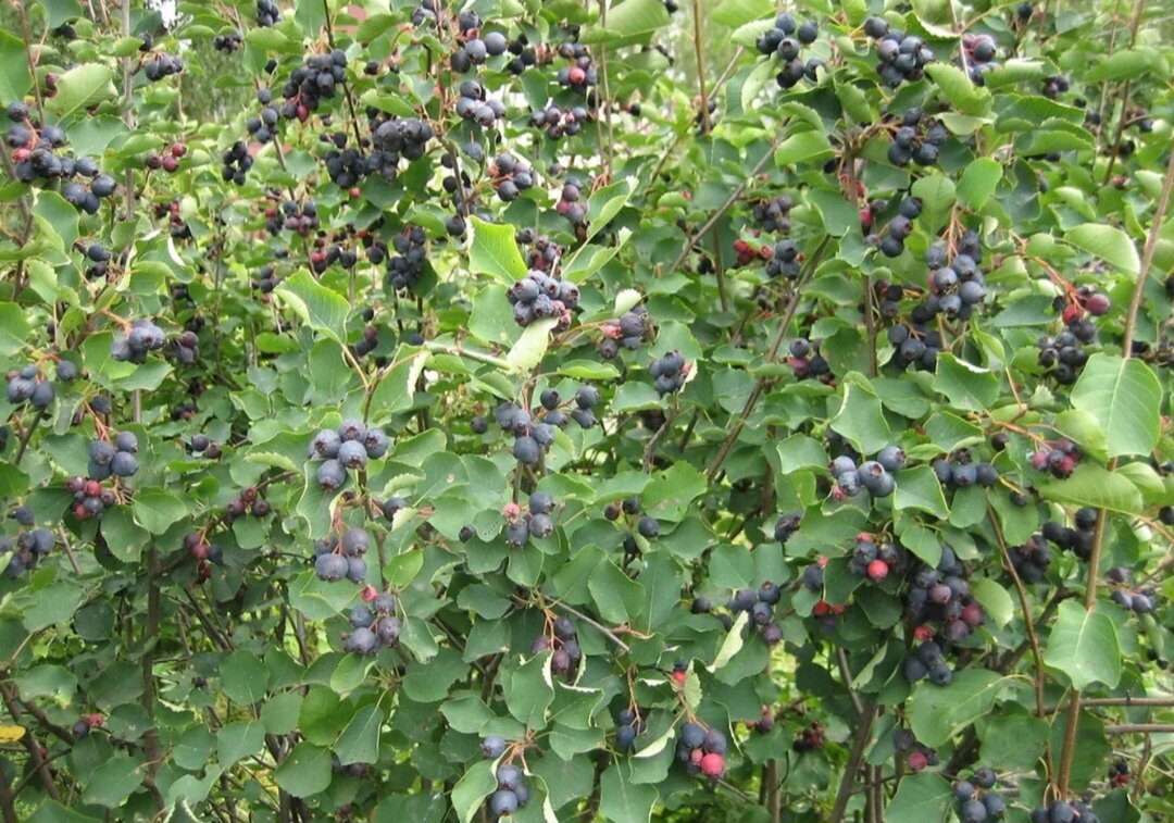 Фото из открытых источников. Ирга