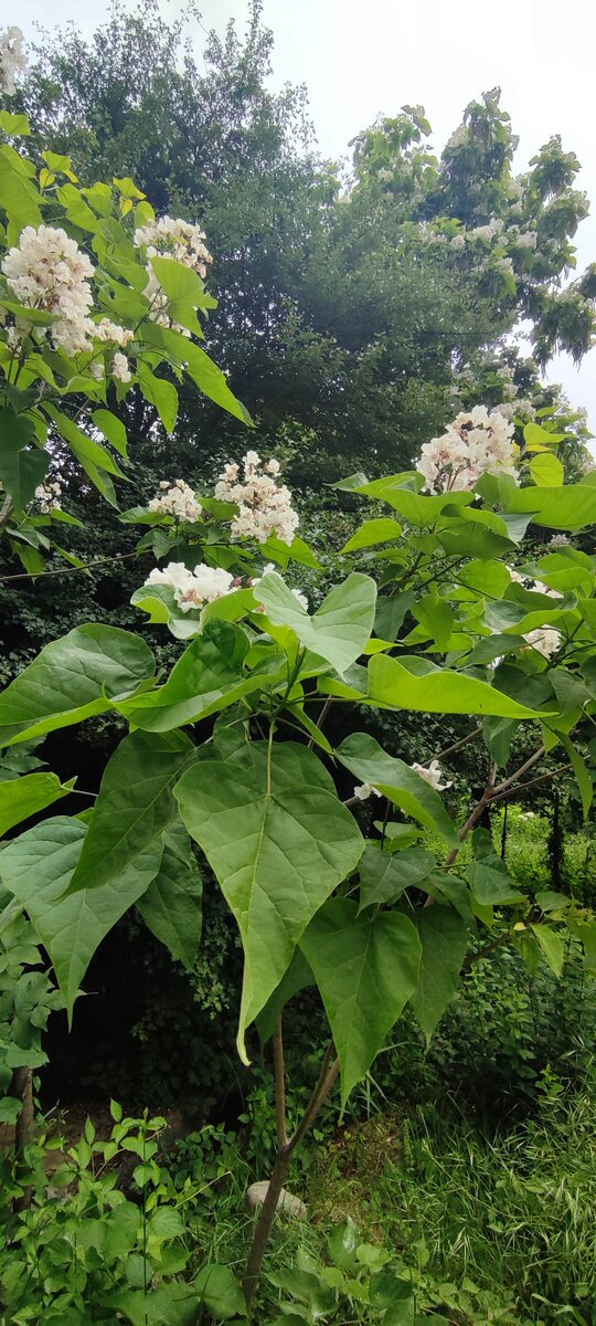 Ботанический сад. Май 2023