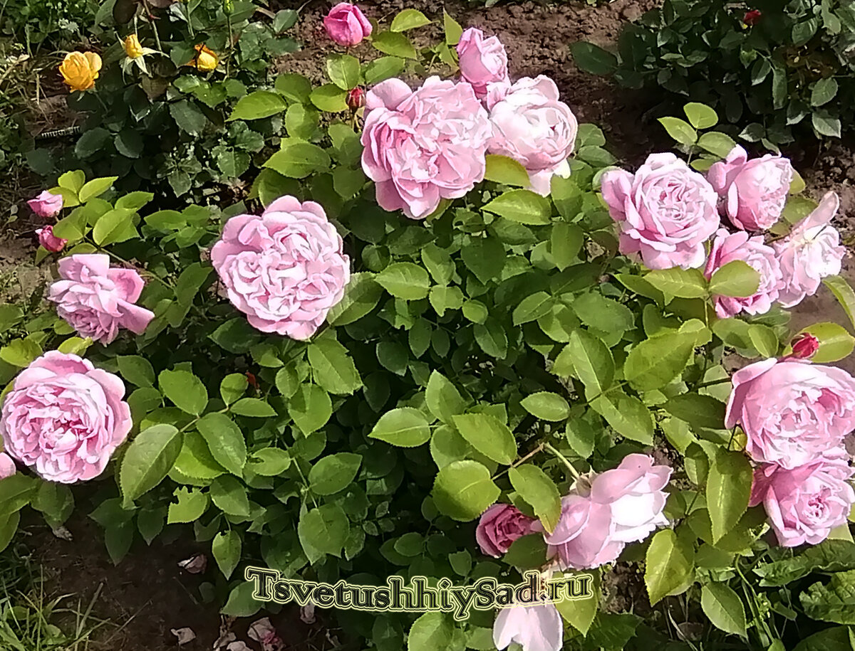 Роза Принцесса Александра оф Кенская, которую я считала розой  Мария Терезия. Так её обозначил продавец.