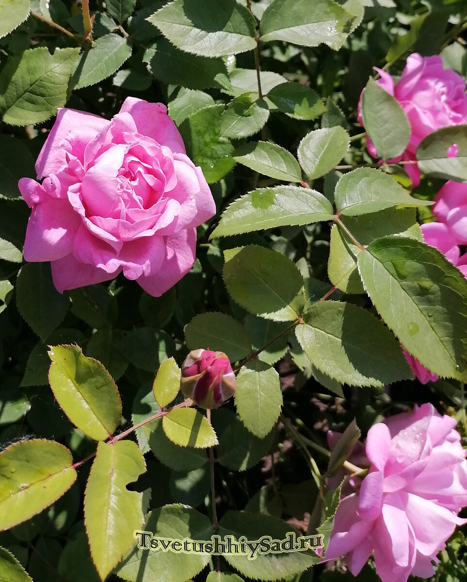 Роза Принцесса Александра Кенская фото