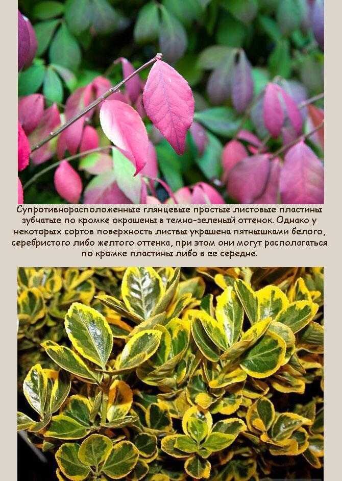 Бересклет сорта фото и описание кустарника Бересклет (Euonymus): уход, фото, виды Дача: сад и огород Дзен
