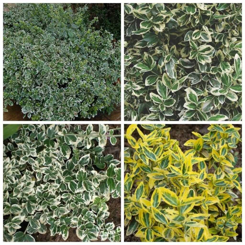 Бересклет (Euonymus): уход, фото, виды | Дача: сад и огород | Дзен