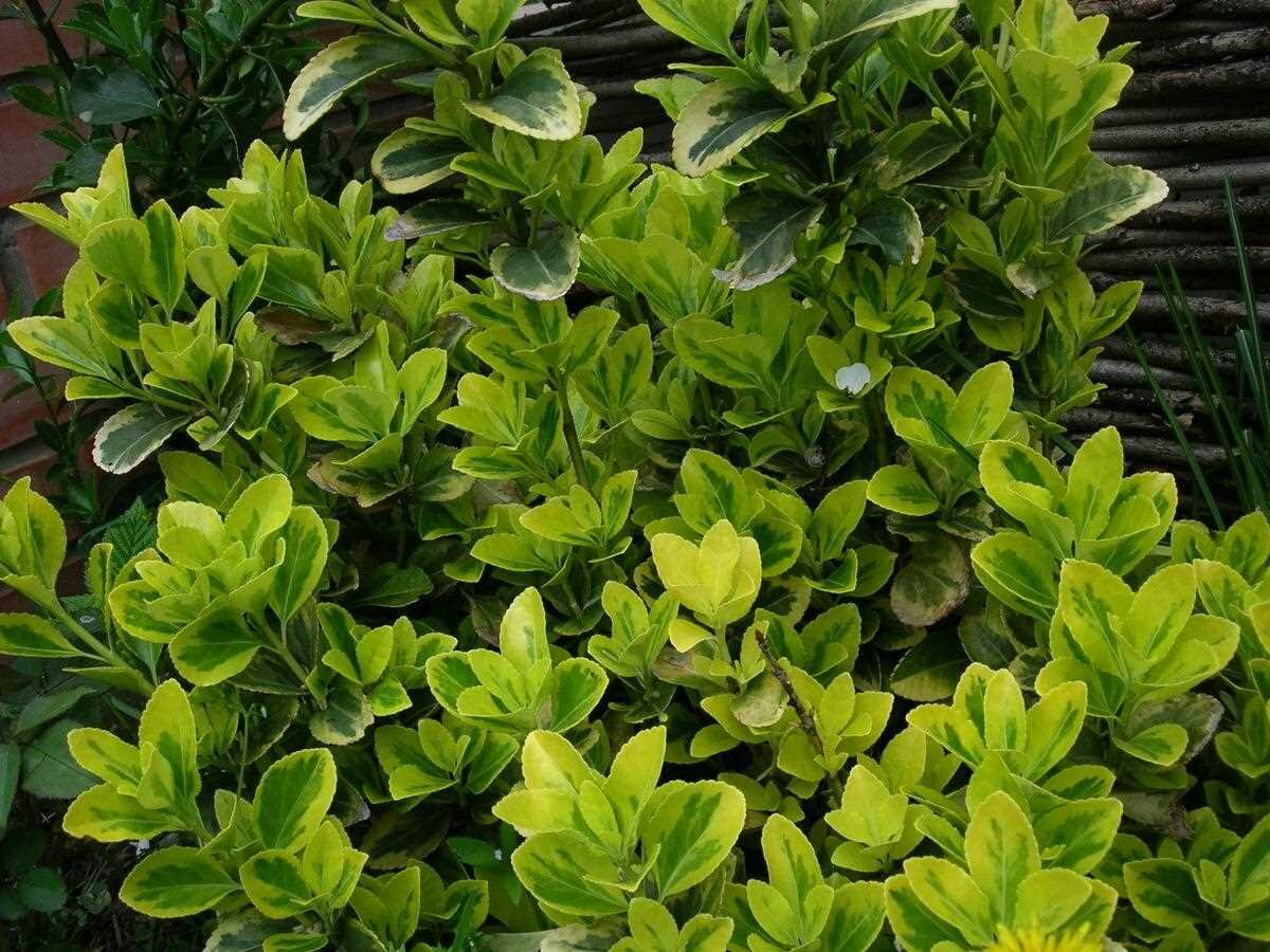 Бересклет (Euonymus): уход, фото, виды | Дача: сад и огород | Дзен