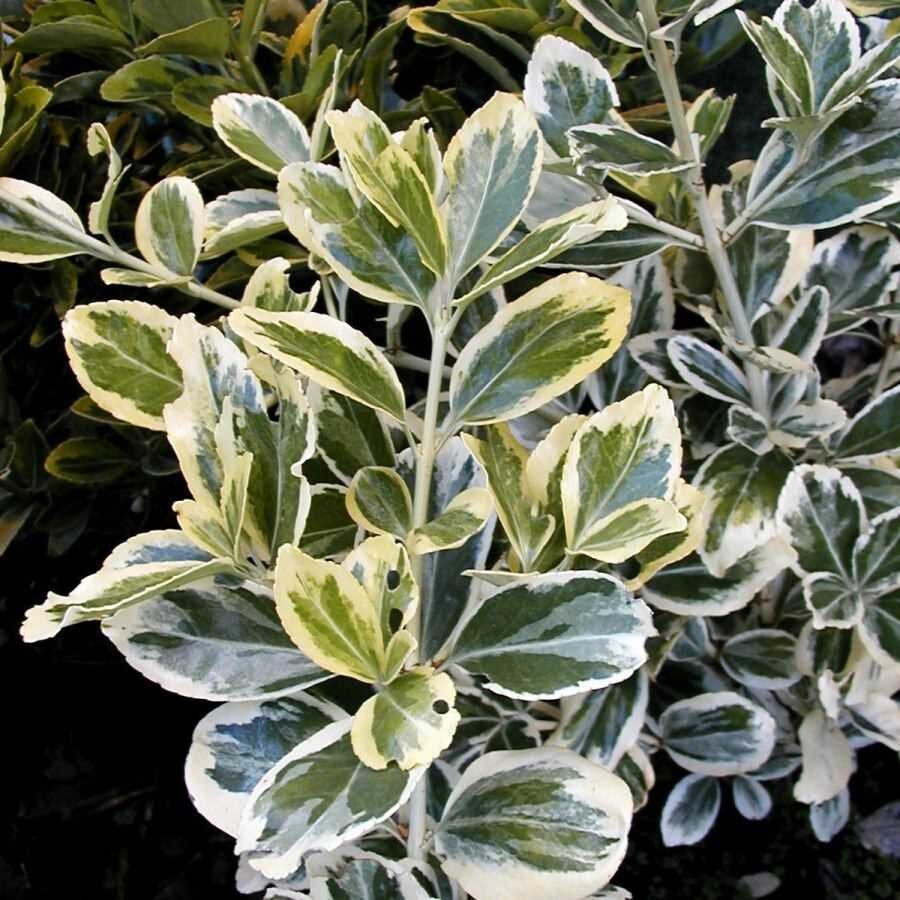 Бересклет (Euonymus): уход, фото, виды | Дача: сад и огород | Дзен