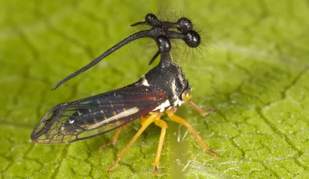 Бразильская горбатка (bocydium globulare). Жук горбатка. Бразильская горбатка (bocydium globulare). Жук горбатка. Умбония спиноза.