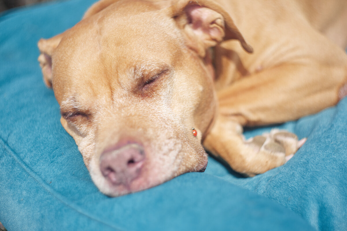 сладкий собачий сон