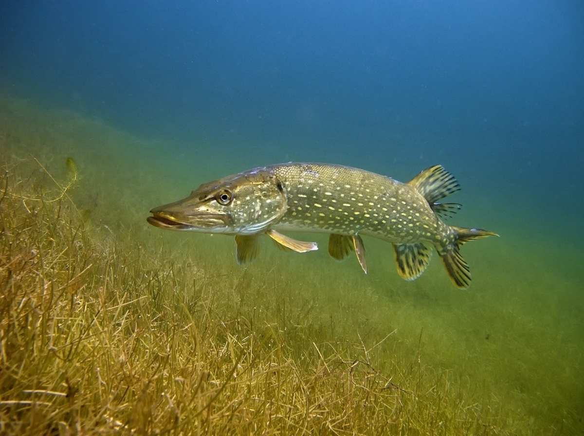 Щука самый ранний вид рыбы. Обыкновенная щука (Esox Lucius). Вид обыкновенная щука - Esox Lucius. Щука обыкновенная нерест. Аквитанская щука.