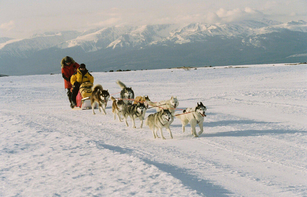 Совместные просмотры кино сближают, а фильмы о животных нравятся и взрослым, и детям. Что же выбрать для уютного семейного вечера?-5