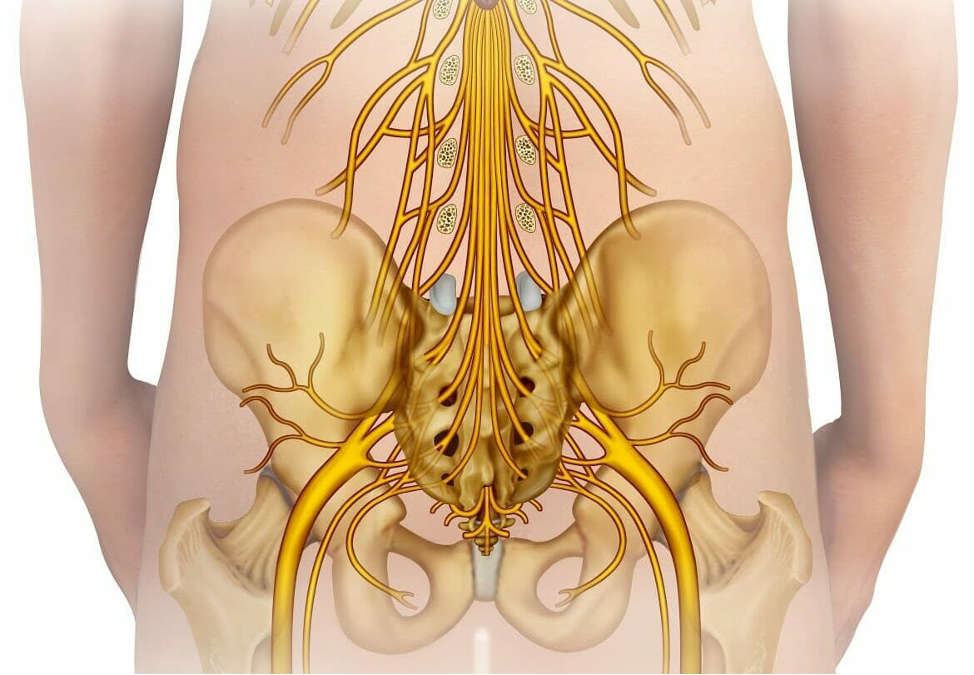  Защемление седалищного нерва (ишиас) – это боль, которая распространяется по ходу седалищного нерва. Седалищный нерв проходит от поясницы через бедра и ягодицы и вниз по каждой ноге.-3