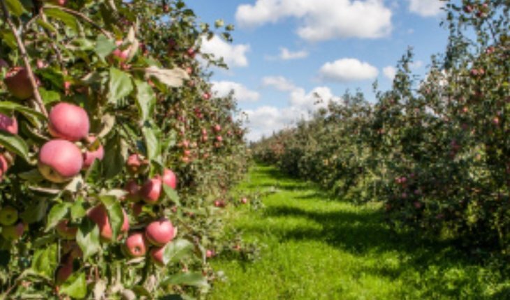    Липецкая область вошла в российский яблочный топ-5