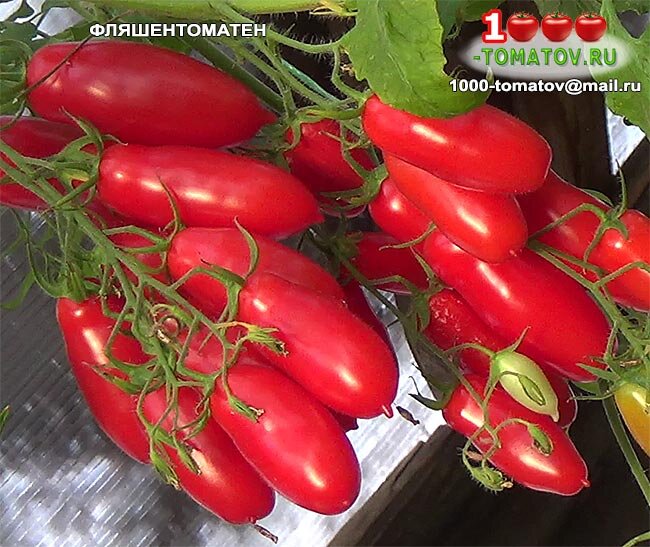 Фляшен томат описание сорта отзывы характеристика фото