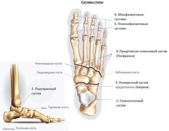 Стопа устроена и функционирует как упругий подвижный
