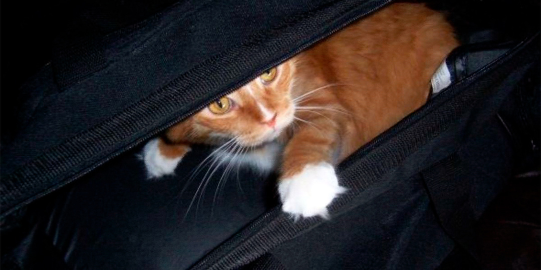 Мастер и кошка