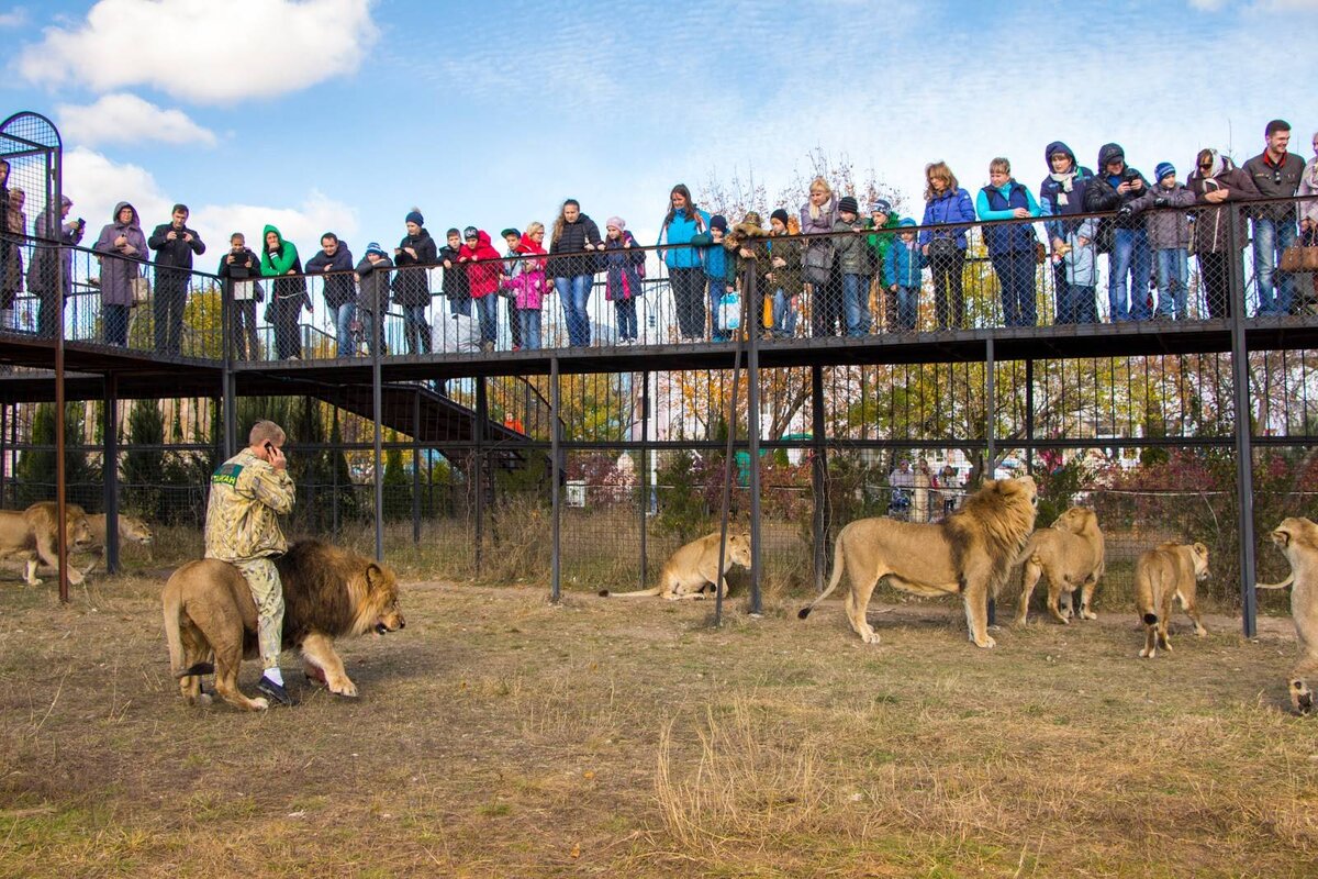 тайган сафари парк львов. феодосия парк тайган. где находится зоопарк тайган. где находится зоопарк тайган. белогорск крым парк львов тайган.