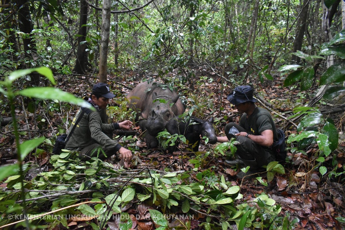   Indonesian Ministry of Environment and Forestry