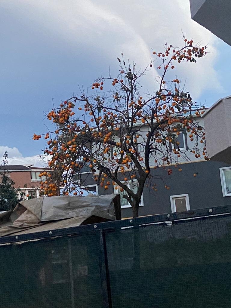 А это хурма. Просто растет на улице