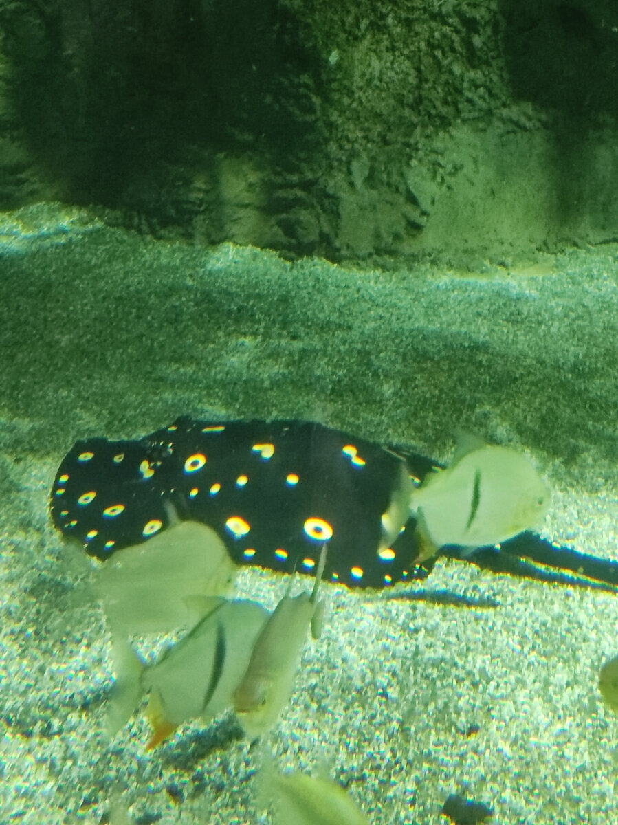 один из множества скатов 