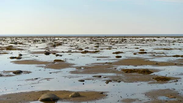 Площадь Белого моря не столь велика – 90,8 тыс. кв. км, однако его местоположение создает уникальную среду обитания