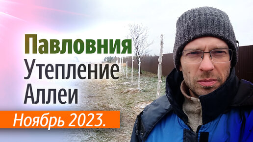 Укрытая Аллея Павловнии на 20 - 27 ноября 2023