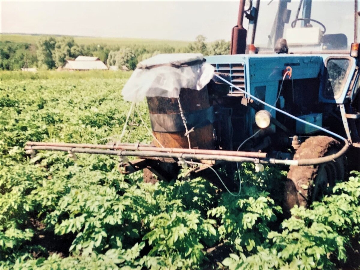 Опрыскивание совмещено с последней междурядной обработкой, ботва уже почти сомкнулась. Фото автора.