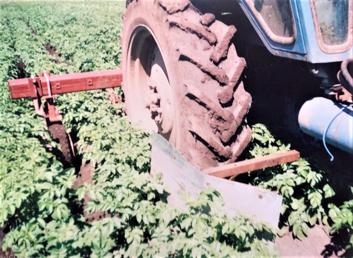 Видно, как работают отражатели ботвы. Устройство простое, но необходимое. Фото автора. 