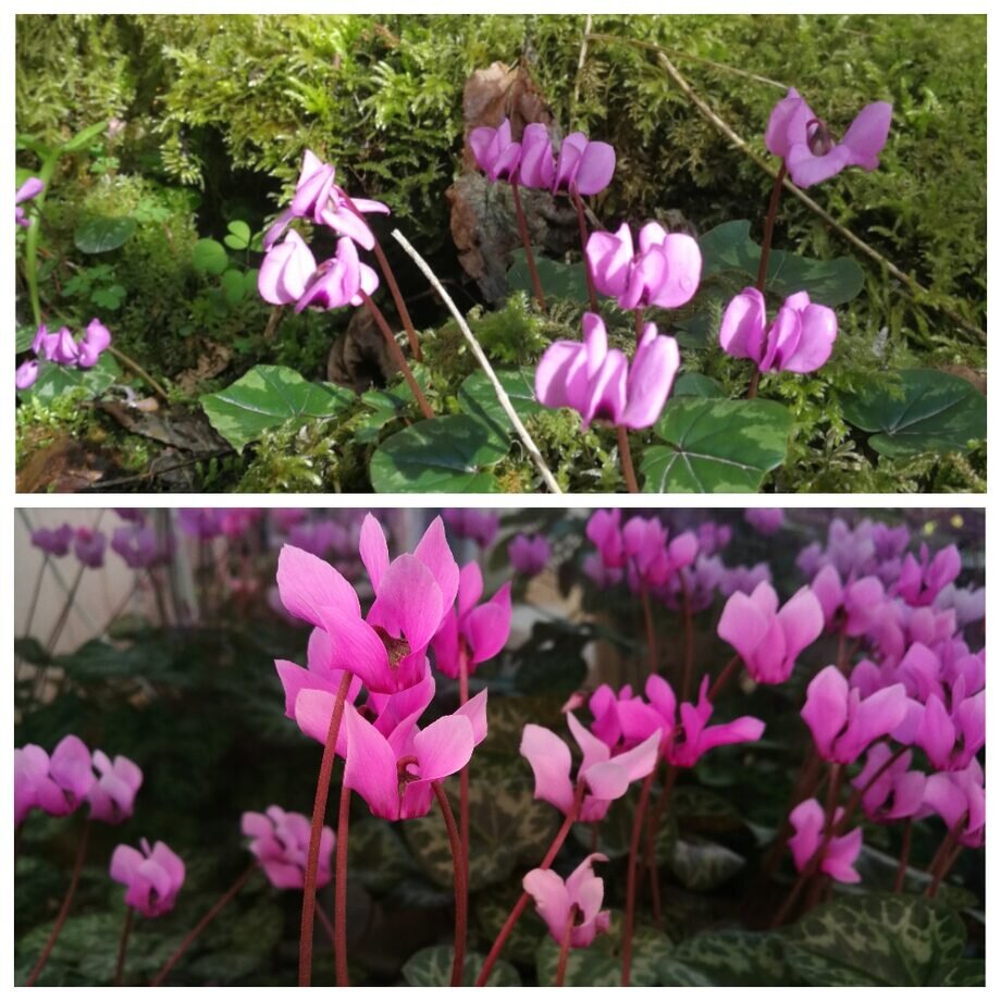 Цикламен. | Botanical flowers, Flowers, Plant leaves