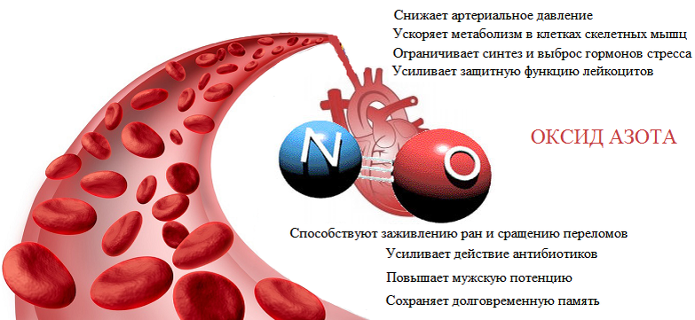 Сердечное понижено. Оксид азота эндотелий сосудов. Влияние оксида азота на сосуды. Оксид азота влияние на организм человека. Оксид азота в организме человека.