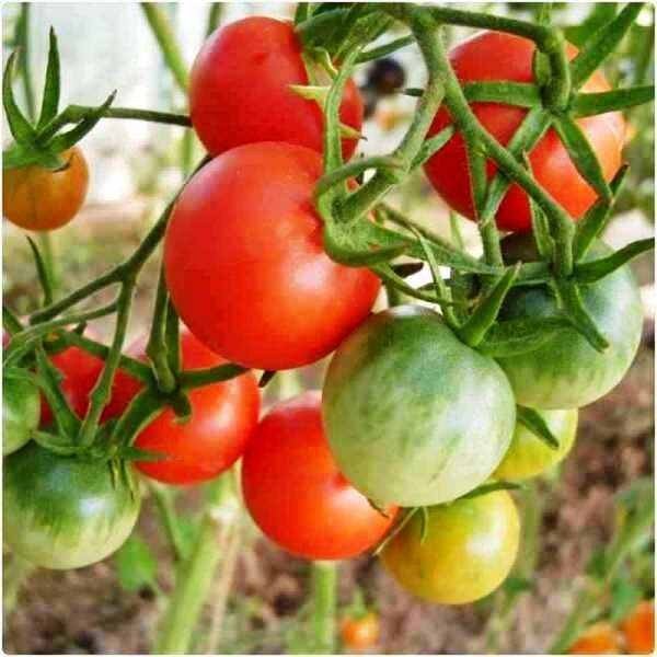  Large Red Cherry 