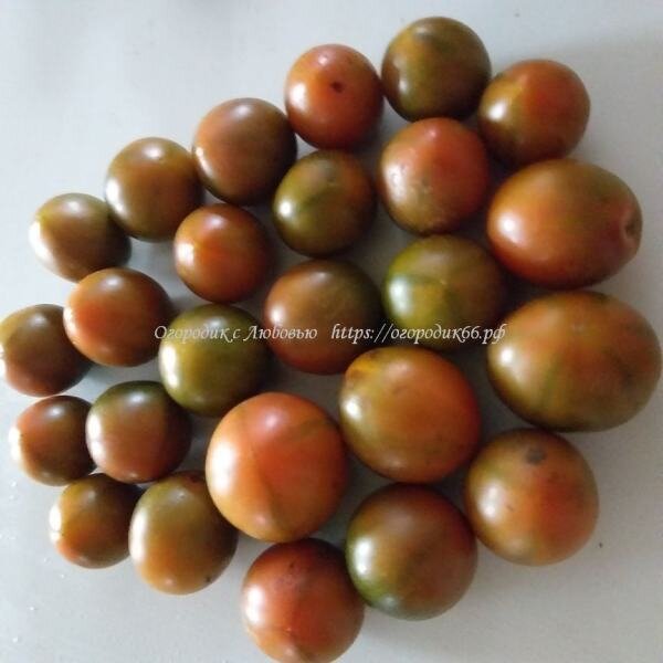    (Evil Olive)