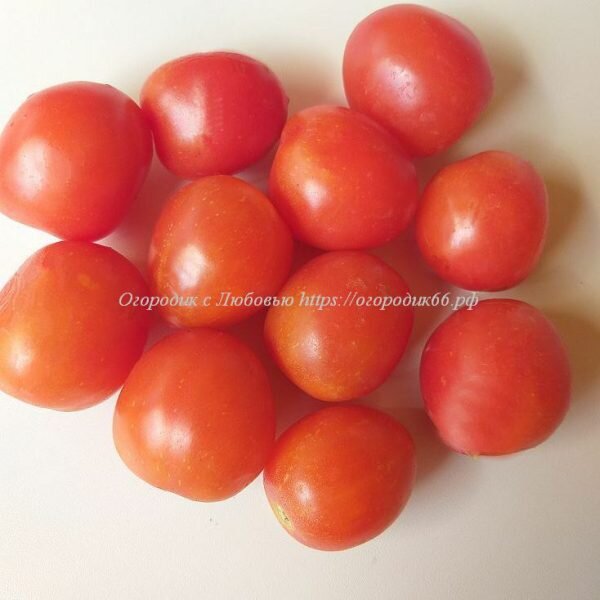    (Karma Apricot )
