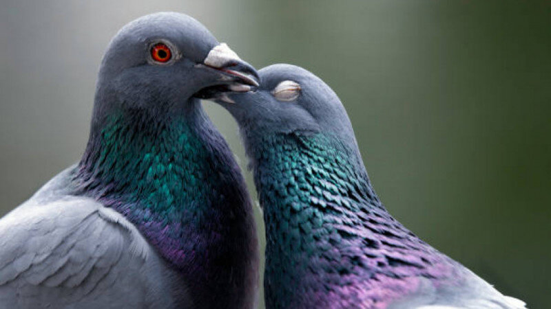     Голуби. unsplash.com