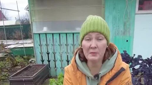 Садовый мир | Астры под зиму сею в гнезда #сад #огород #цветы скоро ...