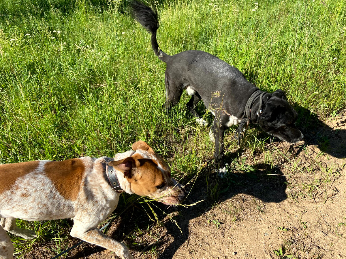 О, это мы изучаем Путь в деревню