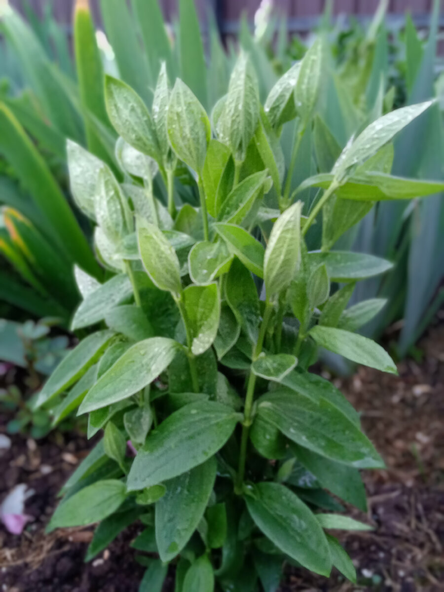 Клематис цельнолистный весной