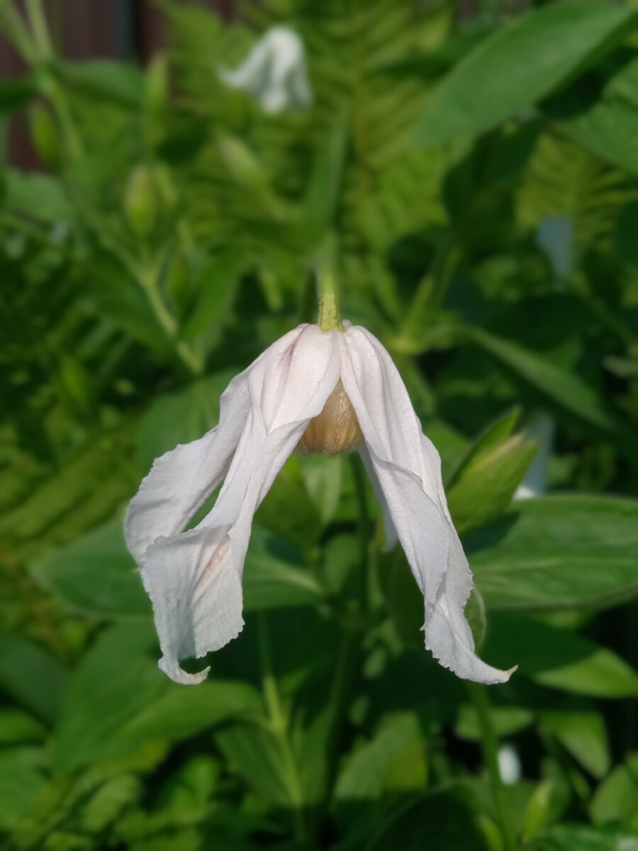 Клематис цельнолистный Альба - изящные мотыльки белого сада | Просто ...