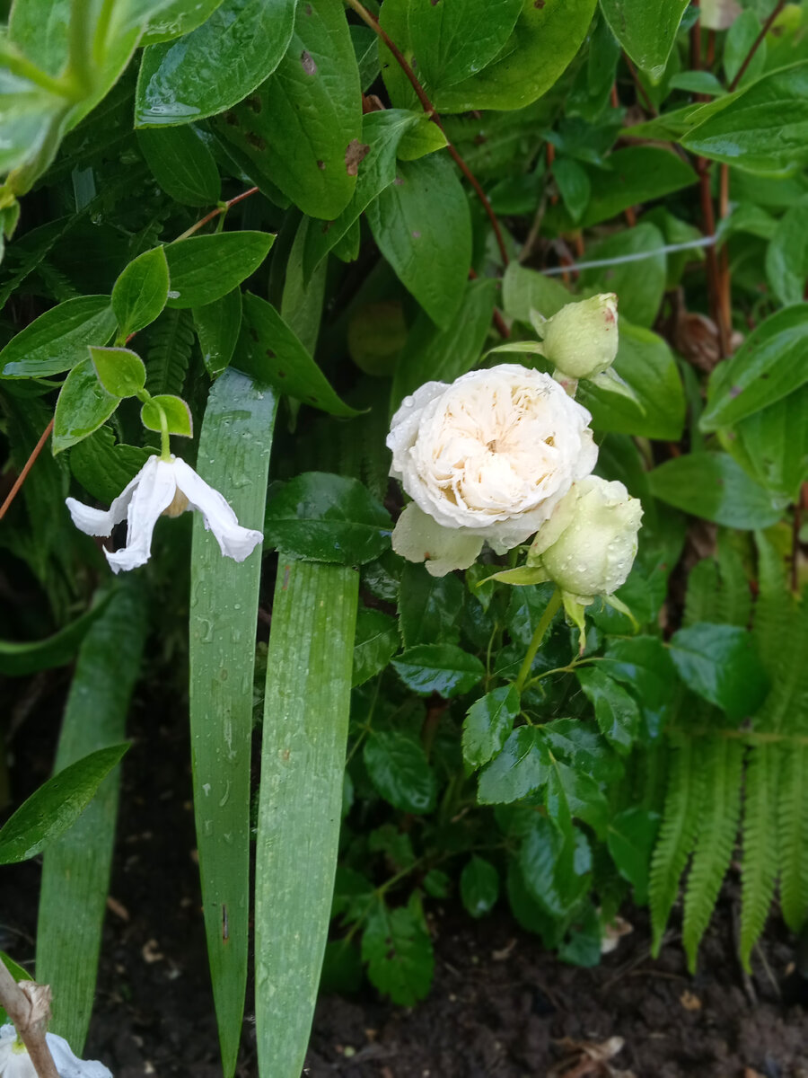 Клематис цельнолистный Альба - изящные мотыльки белого сада | Просто ...