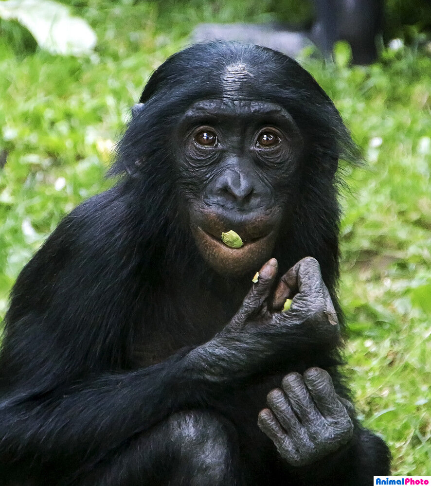 Восемнадцатая иллюстрация к книге Политика у шимпанзе. Власть и секс у приматов - Вааль де