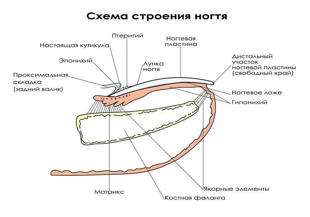 Ей богу если бы я прямо сейчас разродилась тройней то так бы и назвала их - Птеригий, Эпонихий и Гипонихий. Вне зависимости от пола